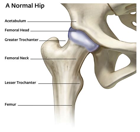 anatomi hip joint  The 2 hip bones form the bony pelvis, along with the sacrum and the coccyx